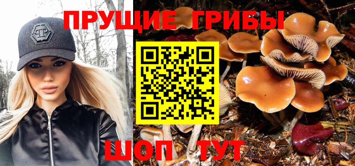 Псилоцибиновые грибы Cubensis Артём